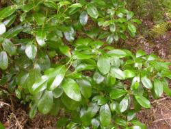 Image: D. Glenny © Landcare Research 2014 